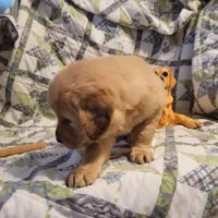 ARES, a male Golden Retriever for sale in Pittsburg, TX – Photo 6 of 10