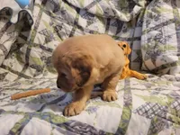 ARES, a male Golden Retriever for sale in Pittsburg, TX – Photo 6 of 10