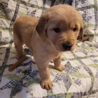 ARES, a male Golden Retriever for sale in Pittsburg, TX – Photo 7 of 10