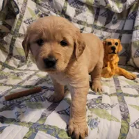 ARES, a male Golden Retriever for sale in Pittsburg, TX – Photo 1 of 10