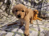 ARES, a male Golden Retriever for sale in Pittsburg, TX – Photo 1 of 10