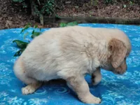 Venus, a female Golden Retriever for sale in Pittsburg, TX – 8 of 8