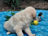 Venus, a female Golden Retriever for sale in Pittsburg, TX – 7 of 8