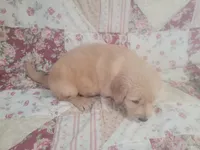 Gallienus, a male Golden Retriever for sale in Pittsburg, TX – Photo 9 of 10