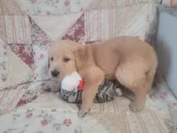 Gallienus, a male Golden Retriever for sale in Pittsburg, TX – Photo 5 of 10