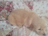 Gallienus, a male Golden Retriever for sale in Pittsburg, TX – Photo 7 of 10