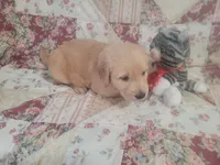 Gallienus, a male Golden Retriever for sale in Pittsburg, TX – Photo 2 of 10