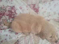 Gallienus, a male Golden Retriever for sale in Pittsburg, TX – Photo 10 of 10