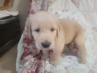 Gallienus, a male Golden Retriever for sale in Pittsburg, TX – Photo 3 of 10