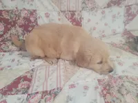 Gallienus, a male Golden Retriever for sale in Pittsburg, TX – Photo 8 of 10