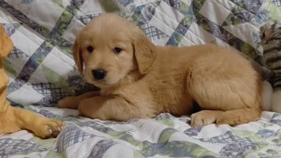 Venus, a female Golden Retriever for sale in Pittsburg, TX – 2 of 10