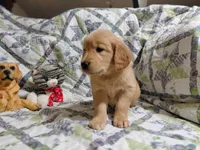 Venus, a female Golden Retriever for sale in Pittsburg, TX – 5 of 10
