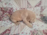 Caesar, a male Golden Retriever for sale in Pittsburg, TX – Photo 7 of 10