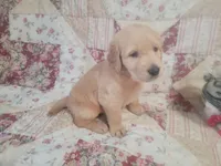 Caesar, a male Golden Retriever for sale in Pittsburg, TX – Photo 10 of 10