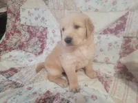 Caesar, a male Golden Retriever for sale in Pittsburg, TX – Photo 6 of 10