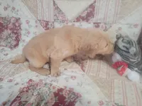 Caesar, a male Golden Retriever for sale in Pittsburg, TX – Photo 2 of 10