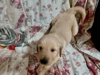 MAX, a male Golden Retriever for sale in Pittsburg, TX – 9 of 10