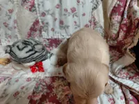 MAX, a male Golden Retriever for sale in Pittsburg, TX – 5 of 10