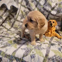 CEYLON, a male Golden Retriever for sale in Pittsburg, TX – Photo 7 of 10