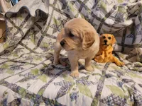 CEYLON, a male Golden Retriever for sale in Pittsburg, TX – Photo 7 of 10