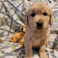 CEYLON, a male Golden Retriever for sale in Pittsburg, TX – Photo 2 of 10