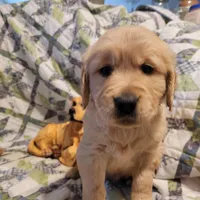 CEYLON, a male Golden Retriever for sale in Pittsburg, TX – Photo 1 of 10
