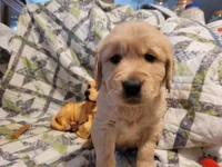 CEYLON, a male Golden Retriever for sale in Pittsburg, TX – Photo 1 of 10