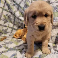 CEYLON, a male Golden Retriever for sale in Pittsburg, TX – Photo 8 of 10