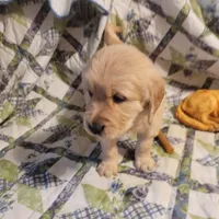 CEYLON, a male Golden Retriever for sale in Pittsburg, TX – Photo 3 of 10