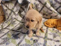 CEYLON, a male Golden Retriever for sale in Pittsburg, TX – Photo 3 of 10