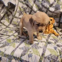 CEYLON, a male Golden Retriever for sale in Pittsburg, TX – Photo 9 of 10