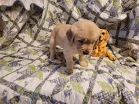 CEYLON, a male Golden Retriever for sale in Pittsburg, TX – Photo 9 of 10