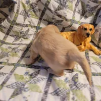 CEYLON, a male Golden Retriever for sale in Pittsburg, TX – Photo 4 of 10