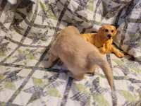 CEYLON, a male Golden Retriever for sale in Pittsburg, TX – Photo 4 of 10