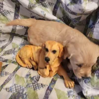 CEYLON, a male Golden Retriever for sale in Pittsburg, TX – Photo 10 of 10