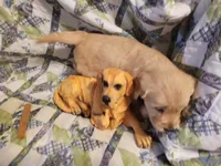 CEYLON, a male Golden Retriever for sale in Pittsburg, TX – Photo 10 of 10