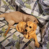 CEYLON, a male Golden Retriever for sale in Pittsburg, TX – Photo 6 of 10