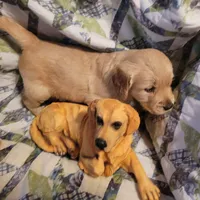 CEYLON, a male Golden Retriever for sale in Pittsburg, TX – Photo 5 of 10