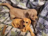 CEYLON, a male Golden Retriever for sale in Pittsburg, TX – Photo 5 of 10