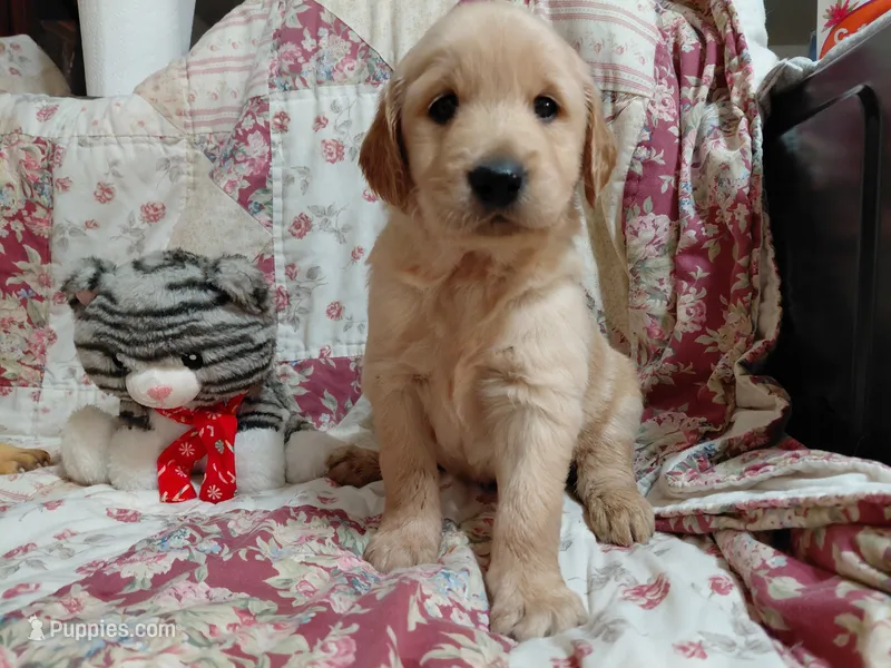 MAX – Golden Retriever puppy for sale in Pittsburg, TX