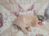 Sparticus, a male Golden Retriever for sale in Pittsburg, TX – Photo 7 of 10