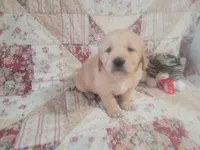 Sparticus, a male Golden Retriever for sale in Pittsburg, TX – Photo 1 of 10