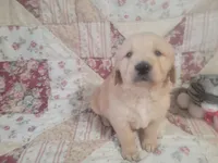 Sparticus, a male Golden Retriever for sale in Pittsburg, TX – Photo 9 of 10