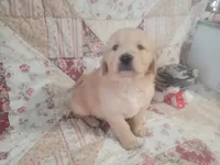 Sparticus, a male Golden Retriever for sale in Pittsburg, TX – Photo 10 of 10