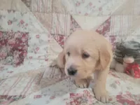 Sparticus, a male Golden Retriever for sale in Pittsburg, TX – Photo 5 of 10