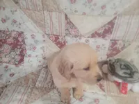 Sparticus, a male Golden Retriever for sale in Pittsburg, TX – Photo 3 of 10