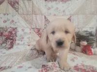 Sparticus, a male Golden Retriever for sale in Pittsburg, TX – Photo 2 of 10