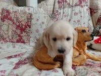 COOPER, a male Golden Retriever for sale in Pittsburg, TX – 3 of 10