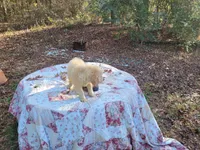 LEE, a male Golden Retriever for sale in Pittsburg, TX – Photo 7 of 10