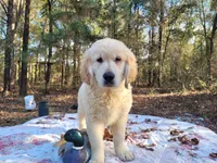 LEE, a male Golden Retriever for sale in Pittsburg, TX – Photo 1 of 10